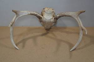 lot 133 image: European Mount