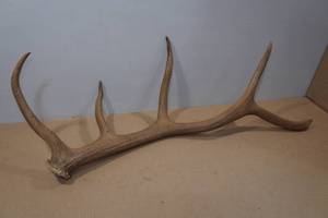 lot 134 image: Antler
