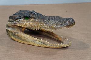lot 245 image: Louisiana Taxidermy Gator Head