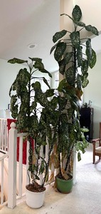 lot 85 image: Two Large Live Dieffenbachia Plants