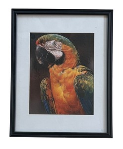 lot 276 image: Pretty Parrot Print