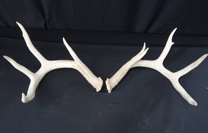 lot 100 image: ANTLERS