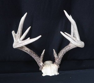 lot 102 image: 10PT WHITE TAIL DEER ANTLERS
