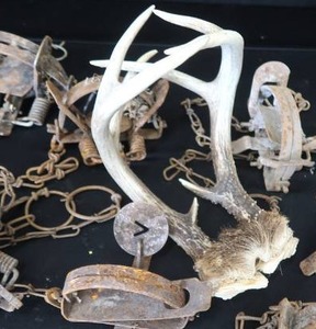 lot 152 image: 8 ASSORTED SM TRAPS  ANTLERS