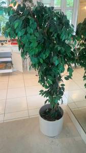 lot 127 image: Large Artificial Ficus Tree in Decorative Pot