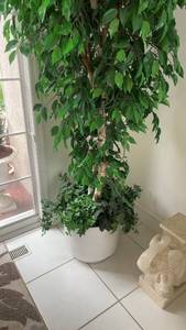 lot 156 image: Artificial Ficus Tree with White Pot