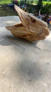 lot 288 image: Dried Fish Head Souvenir