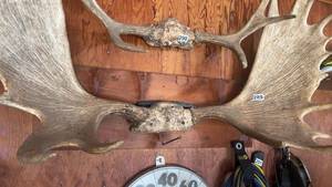 lot 290 image: Pair of Vintage Moose Antlers with Unique Texture