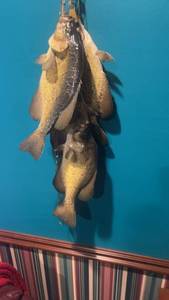 lot 455 image: Set of 4 Taxidermy Mounted Fish for Wall Decor