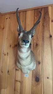lot 560 image: Vintage Antelope Wall Mount Taxidermy