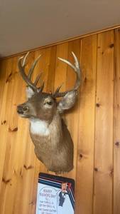 lot 626 image: Mounted Deer Head with 10-Point Antlers