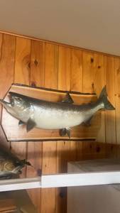 lot 632 image: Taxidermy Mounted Atlantic Salmon Fish Wall Decor