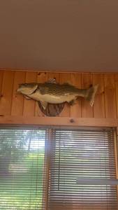 lot 636 image: Realistic Mounted Fish Wall Decor