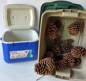 lot 93 image: Collection of Pine Cones with Coleman Cooler and Storage Bin
