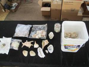 lot 200 image: Huge variety lot of seashells...