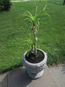 lot 102 image: Live Ponytail Palm tree plant with ...