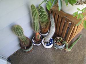 lot 271 image: Prickly potted Cacti Collection...