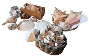 lot 60 image: Assorted Seashell Collection with Display Accents