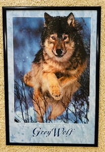 lot 49 image: Stunning Grey Wolf Framed Poster