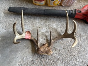 lot 81 image: Whitetail Deer Antlers