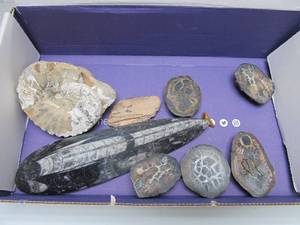 lot 105 image: Great Estate Lot of Turtle Back Stones Fossils etc 