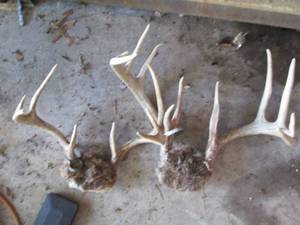 lot 177 image: 2-racks of mounted antlers...