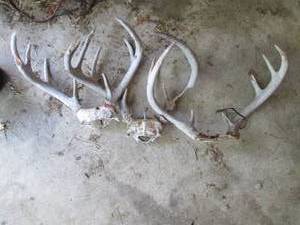lot 194 image: 2-racks of mounted antlers...