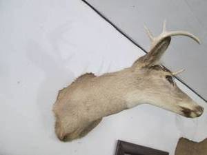 lot 1 image: Buck head and neck mounted taxiderm...