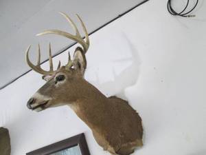 lot 2 image: Buck head and neck mounted taxiderm...
