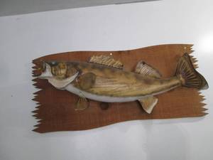 lot 3 image: Large Walleye mounted taxidermy...