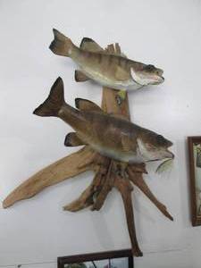 lot 4 image: Two small mouth Bass mounted taxide...