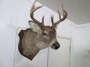 lot 5 image: Buck head and neck mounted taxiderm...