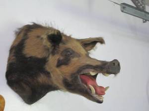 lot 6 image: Wild Boar head mounted taxidermy...
