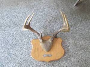 lot 264 image: Plaque with mounted antler rack...