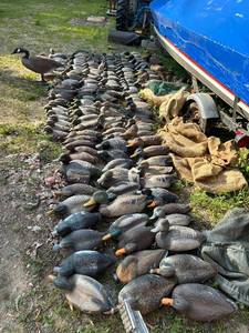 lot 800 image: Large Collection of Duck and Goose Hunting Decoys