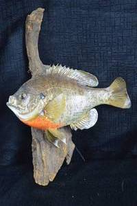 lot 176A image: Taxidermized Sunfish - Wall Mounted