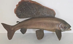lot 278 image: Arctic Grayling Taxidermy Fish