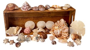 lot 188 image: Large Assorted Sea Shell Collection with Wooden Crate Display