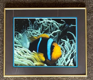 lot 514 image: Beautiful Allards Clownfish Photographic Print