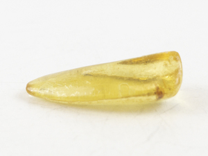Termite Preserved in Amber Specimen 8.9 Grams