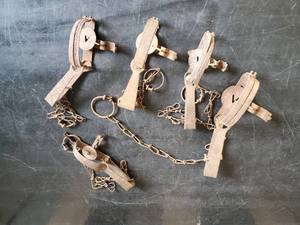 lot 15 image: 5 Animal Traps oneida