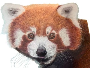 lot 14A image: Original Artwork of Red Panda Portrait