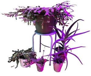lot 76 image: Potted House Plants Including Succulents & Cacti