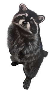 lot 8A image: Original Raccoon Artwork Illustration