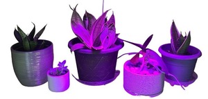 lot 34 image: Set of 5 Potted Snake Plants and Succulents in Decorative Pots