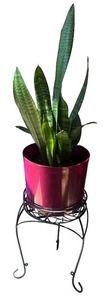 lot 50 image: Snake Plant in Red Pot with Decorative Metal Stand