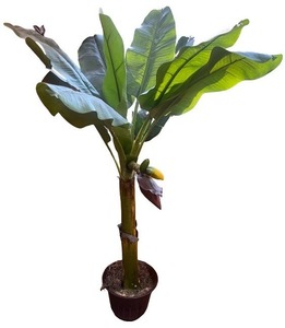 lot 167 image: Artificial Banana Tree with Potted Base and Faux Fruit