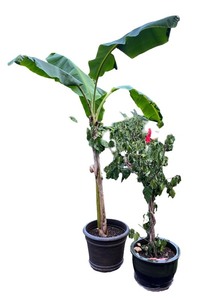 lot 203 image: Live Potted Banana and Hibiscus Plants