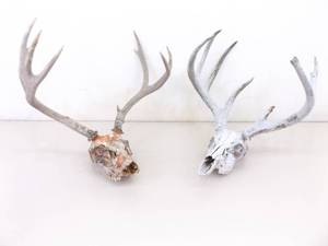 lot 9 image: 2 Vintage Deer Horn Skulls