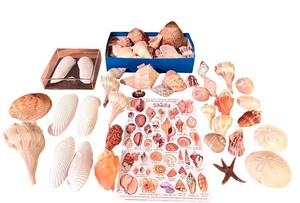 lot 42 image: Large Assorted Seashell Collection with Starfish and Shell Identification Chart